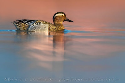 Garganey (Spatula querquedula)