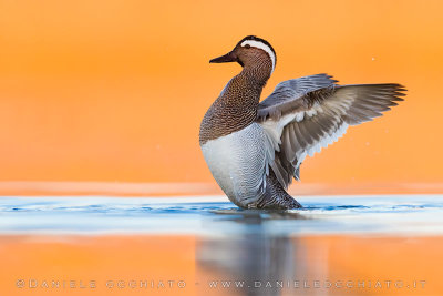 Garganey (Spatula querquedula)