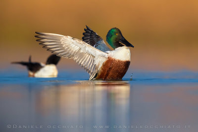 Northern Shoveler (Spatula clypeata)