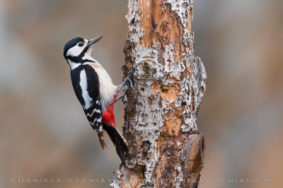 Great Spotted Woodpecker (Dendrocopos major)