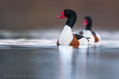 Shelduck (Tadorna tadorna)