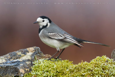 White Wagtail (Motacilla alba)