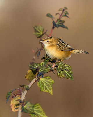 Zitting Cisticola (Cisticola juncidis)