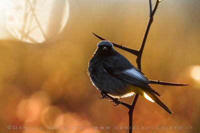 Black Redstart (Phoenicurus ochruros gibraltariensis)