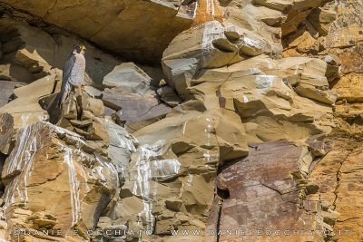 Peregrine (Falco peregrinus)