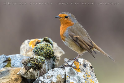 European Robin (Erithacus rubecula)