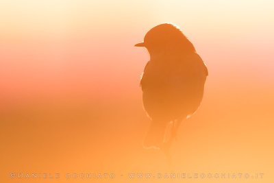 European Stonechat (Saxicola rubicola)