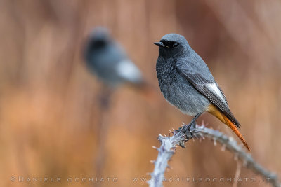 Black Redstart (Phoenicurus ochruros gibraltariensis)