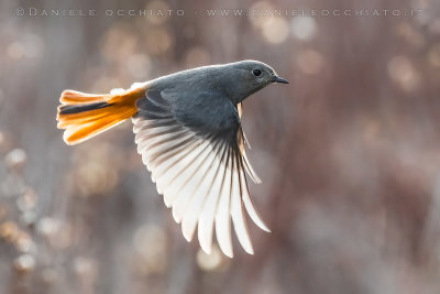 Black Redstart (Phoenicurus ochruros gibraltariensis)