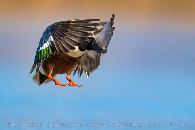 Northern Shoveler (Spatula clypeata)