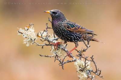 Common Starling (Sturnus vulgaris)