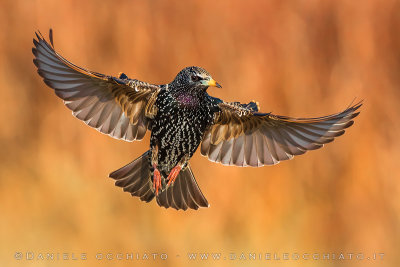 Common Starling (Sturnus vulgaris)