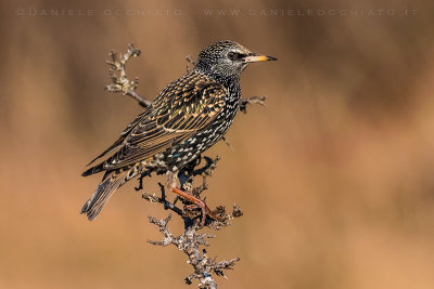 Common Starling (Sturnus vulgaris)