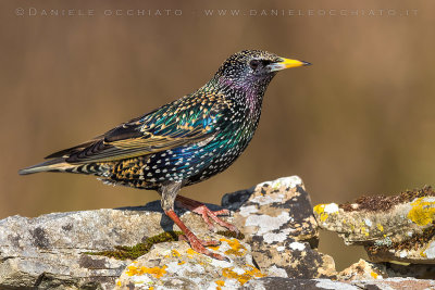 Common Starling (Sturnus vulgaris)