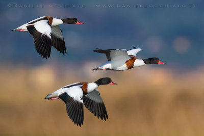 Shelduck (Tadorna tadorna)