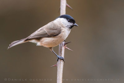 Marsh Tit (Poecile palustris)