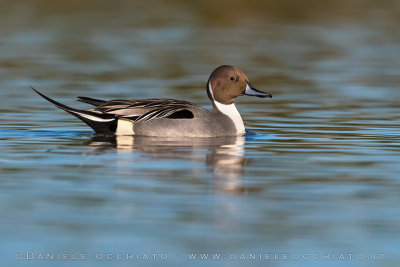 Northern Pintail (Anas acuta)