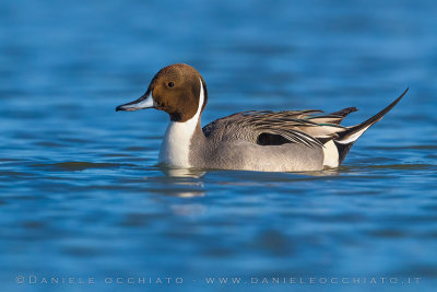 Northern Pintail (Anas acuta)