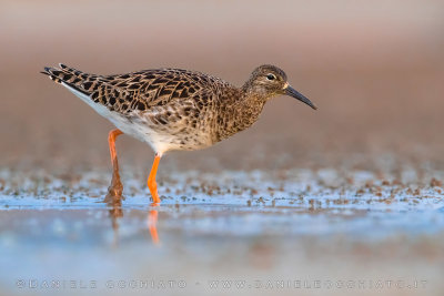 Ruff (Philomachus pugnax)