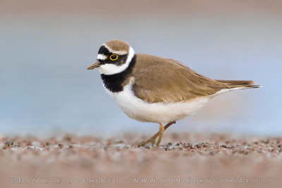 Little Ringed Plover (Charadrius dubius)