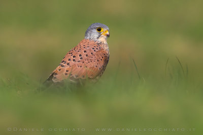 Eurasian Kestrel (Falco tinnunculus)