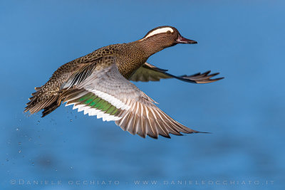 Garganey (Spatula querquedula)