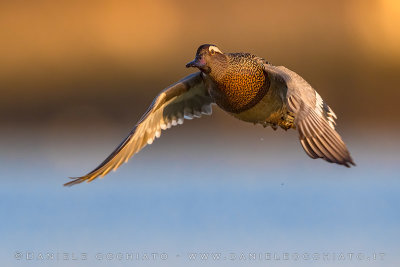 Garganey (Spatula querquedula)