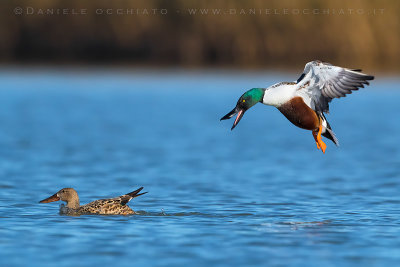 Northern Shoveler (Spatula clypeata)