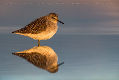 Wood Sandpiper (Tringa glareola)