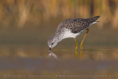 Marsh Sandpiper (Tringa stagnatilis)