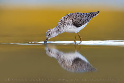 Marsh Sandpiper (Tringa stagnatilis)