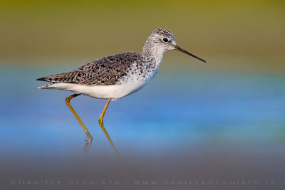 Marsh Sandpiper (Tringa stagnatilis)