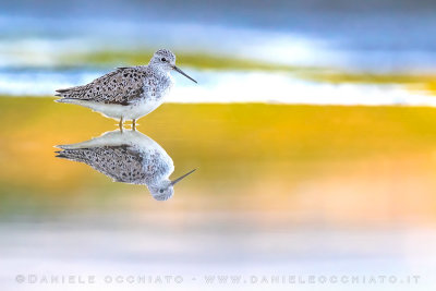 Marsh Sandpiper (Tringa stagnatilis)