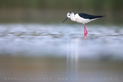 Black-winged Stilt (Himantopus himantopus)