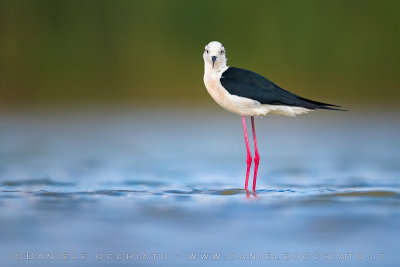 Black-winged Stilt (Himantopus himantopus)