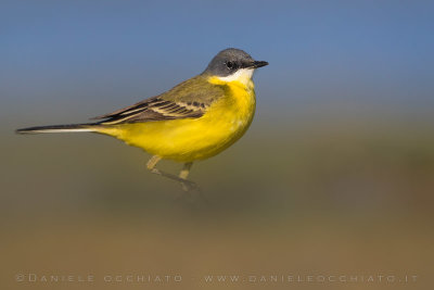 Ashy-headed Wagtail (Motacilla flava cinereocapilla)