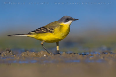 Ashy-headed Wagtail (Motacilla flava cinereocapilla)