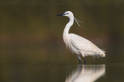 Little Egret (Egretta garzetta)