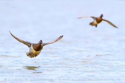 Garganey (Spatula querquedula)