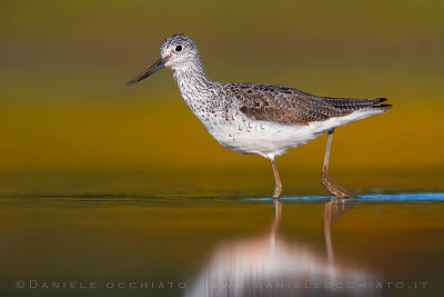 Greenshank (Tringa nebularia)