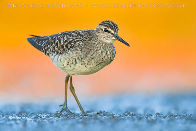 Wood Sandpiper (Tringa glareola)