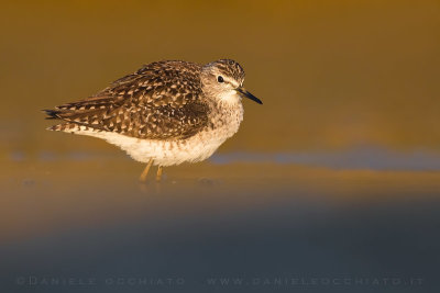 Wood Sandpiper (Tringa glareola)