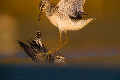 Wood Sandpiper (Tringa glareola)