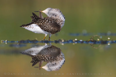 Wood Sandpiper (Tringa glareola)