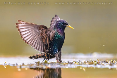 Common Starling (Sturnus vulgaris)