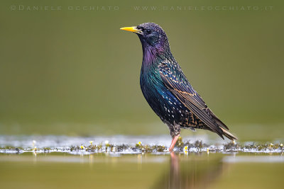 Common Starling (Sturnus vulgaris)