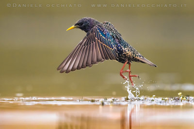 Common Starling (Sturnus vulgaris)