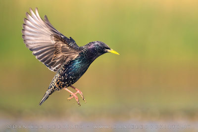 Common Starling (Sturnus vulgaris)