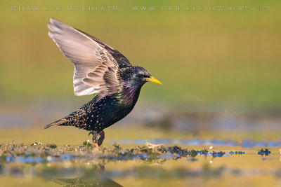 Common Starling (Sturnus vulgaris)