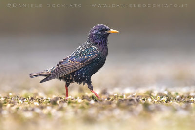 Common Starling (Sturnus vulgaris)